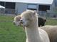alpaca for sale