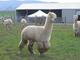 alpaca for sale