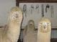 alpaca for sale