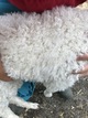 alpaca for sale