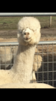 alpaca for sale
