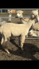 alpaca for sale