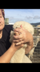 alpaca for sale
