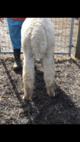 alpaca for sale
