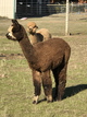 alpaca for sale