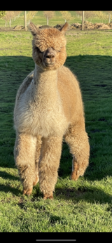 alpaca for sale
