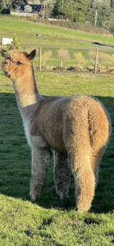 alpaca for sale