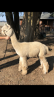 alpaca for sale