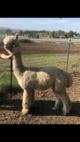 alpaca for sale