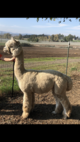 alpaca for sale
