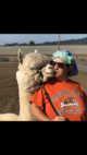 alpaca for sale