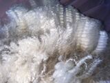 alpaca for sale