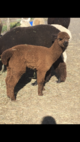 alpaca for sale