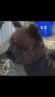 alpaca for sale