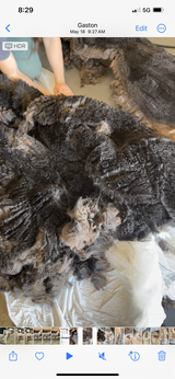 alpaca for sale
