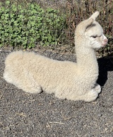 alpaca for sale