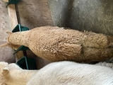 alpaca for sale