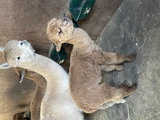 alpaca for sale