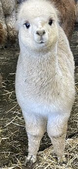 alpaca for sale