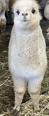 alpaca for sale