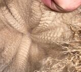alpaca for sale