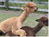 alpaca for sale