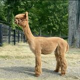 alpaca for sale