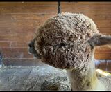 alpaca for sale