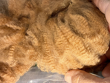 alpaca for sale