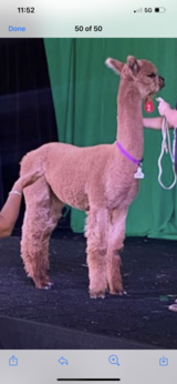 alpaca for sale