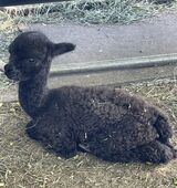 alpaca for sale