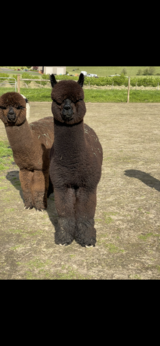 alpaca for sale
