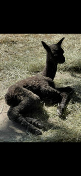 alpaca for sale