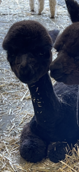 alpaca for sale