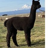 alpaca for sale