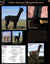 alpaca for sale