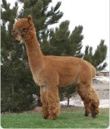alpaca for sale