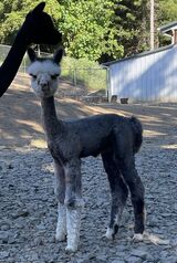 alpaca for sale