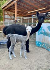 alpaca for sale