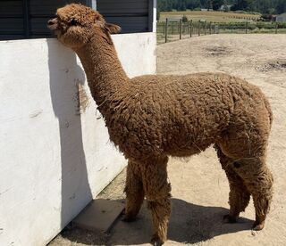 Photo of Heritage Kahuna’s Lovely Lass