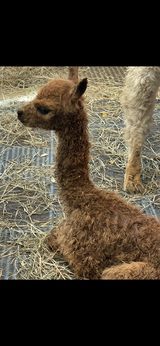 alpaca for sale