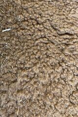 alpaca for sale