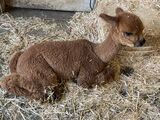 alpaca for sale