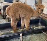 alpaca for sale