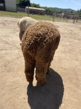 alpaca for sale