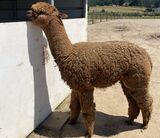 Photo of Heritage Kahuna’s Lovely Lass