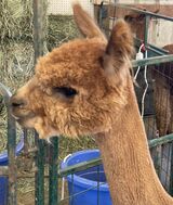 alpaca for sale
