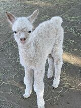 alpaca for sale