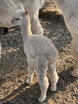 alpaca for sale