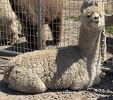 alpaca for sale